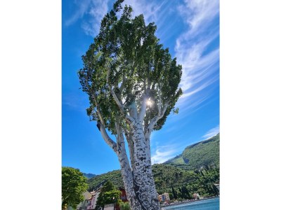 Holiday apartment Casa Nicol Tignale - Environment photo 29