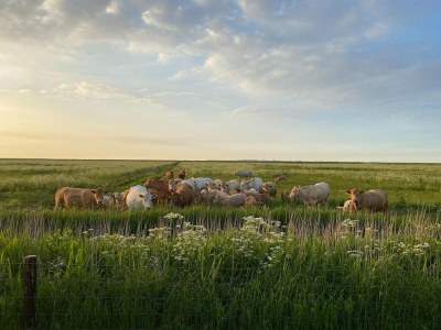 Holiday house Ferienhaus Seeschwalbe in Dornumersiel - Environment photo 35