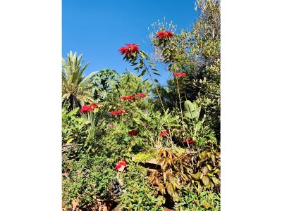 Apartment Beach Apartment directly by the sea - Vacation under palm trees - Document photo 21