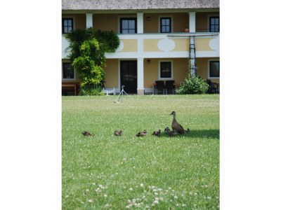 Holiday apartment Directly on Lake Neusiedl! - Environment photo 28