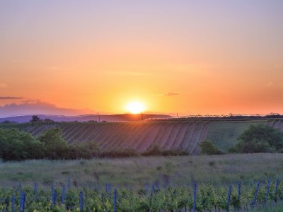Holiday apartment Directly on Lake Neusiedl! - Environment photo 40