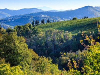Villa Tranquil Chianti Escape for 4 - Environment photo 29