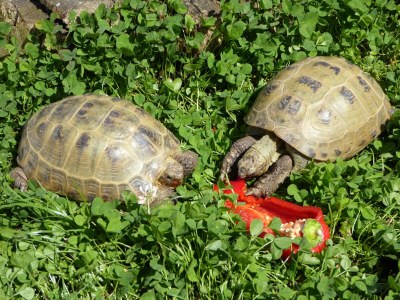 Bungalow Bungalow in Zweedorf mit Liegewiese - Outdoor photo 9