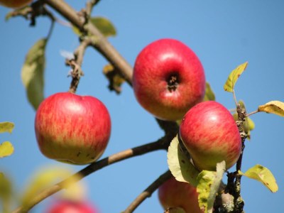 Bungalow Bungalow in Zweedorf mit Liegewiese - Outdoor photo 39