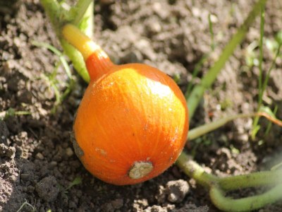 Holiday house Ferienhaus mit Garten in Zweedorf - Outdoor photo 36