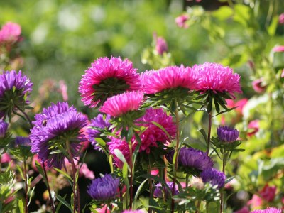 Holiday house Ferienhaus mit Garten in Zweedorf - Outdoor photo 39