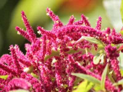 Holiday house Ferienhaus mit Garten in Zweedorf - Outdoor photo 40