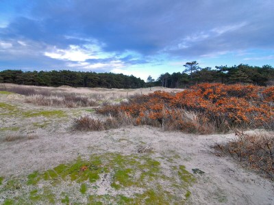 Holiday house De Bongerd 64 - Environment photo 17