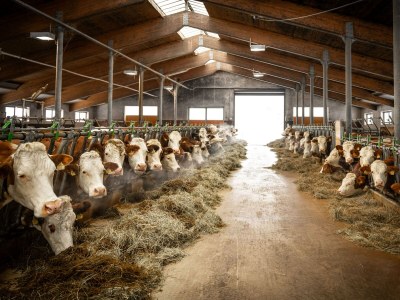 Apartment Top 5 "Schihörndl" in St. Ulrich am Pillersee - Apartment