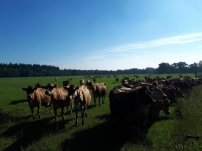 Holiday park Chic Glamping Escape with Pool - Environment photo 16