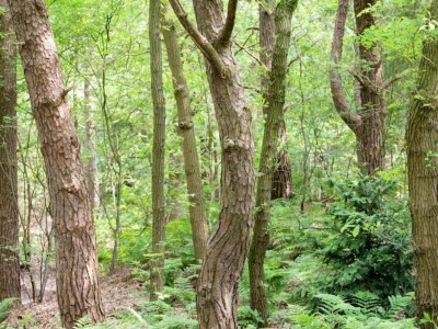 Holiday park Chic Glamping Escape with Pool - Environment photo 19