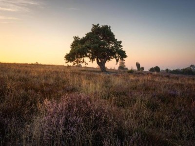 Holiday park Chic Glamping Escape with Pool - Environment photo 21