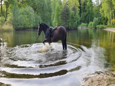 Holiday park Chic Glamping Escape with Pool - Environment photo 27