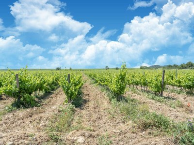 Holiday house Tranquil Villa, Nature’s Embrace - Environment photo 34