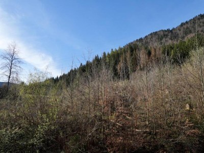 Farmhouse Bauernhaus in Verbania mit Seeblick - Environment photo 32