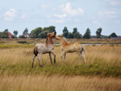Holiday house on the Zeeland coast - Environment photo 20