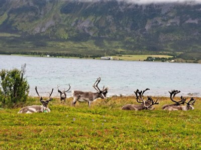 Holiday house 6 Personen Ferienhaus in Svensby-By Traum - Outdoor photo 26