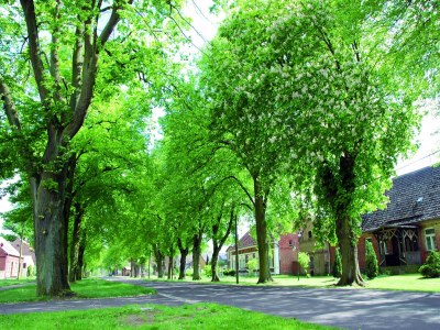 Holiday house Reihenhaus mit Wlan in Buchholz am Müritzsee - Environment photo 39