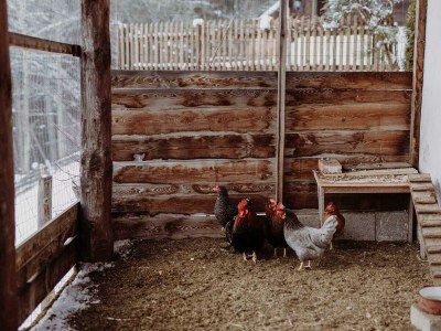 Apartment Ferienhaus "Die Keusche" - Outdoor photo 41