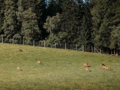 Holiday room Ferienhaus "Zieslerhaus" - Outdoor photo 13