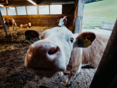 Holiday room Ferienhaus "Zieslerhaus" - Outdoor photo 33