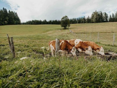 Holiday room Ferienhaus "Zieslerhaus" - Outdoor photo 34