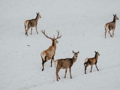 Holiday room Ferienhaus "Zieslerhaus" - Outdoor photo 41