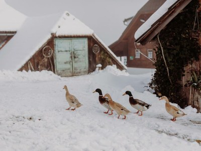 Holiday room Ferienhaus "Zieslerhaus" - Outdoor photo 43