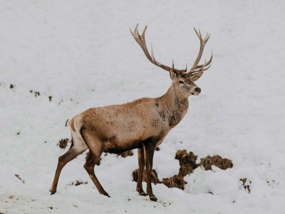 Holiday room Ferienhaus "Zieslerhaus" - Outdoor photo 44