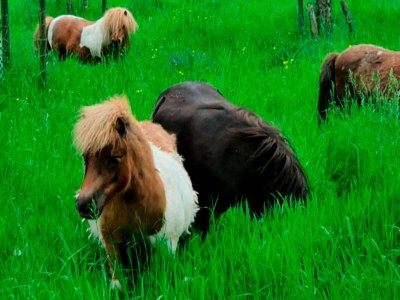 Holiday house Bauernhofaufenthalt in der Nähe von Bronkhorst - Outdoor photo 6
