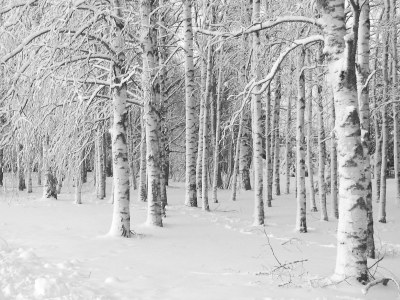 Holiday apartment De Groet - Environment photo 17