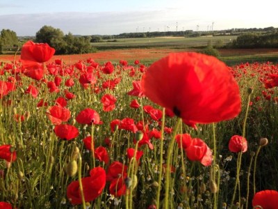 Apartment Familienapartment Neubukow - Environment photo 28