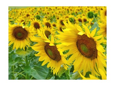 Holiday house 0532 Finca Cigueña - Environment photo 27