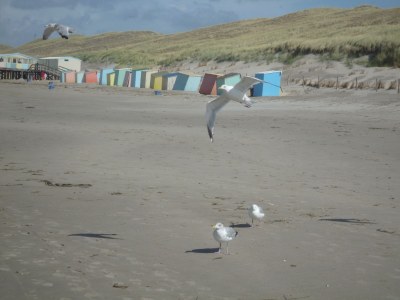 Holiday house Huis Antje - Park De Blenck 32 - Environment photo 19