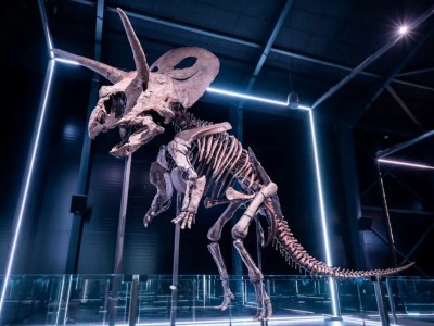 Castle No title - Environment photo 24