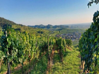 Apartment Ferienwohnung  Monet in Oberrotweil - Environment photo 24