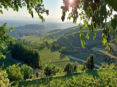 Apartment Ferienwohnung  Monet in Oberrotweil - Environment photo 30