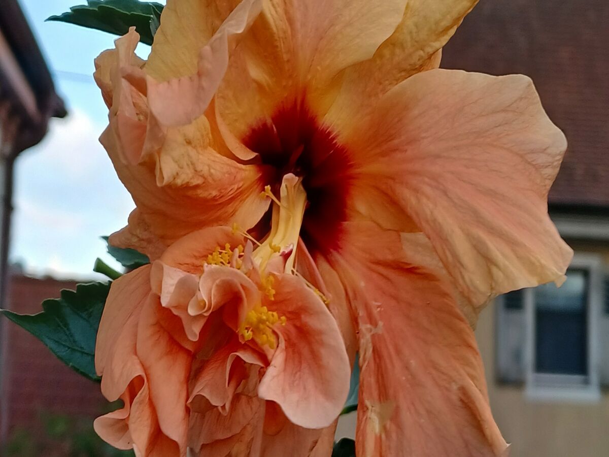 Apartment Weinberg-Ferienwohnung, Oberrotweil - Outdoor photo 3