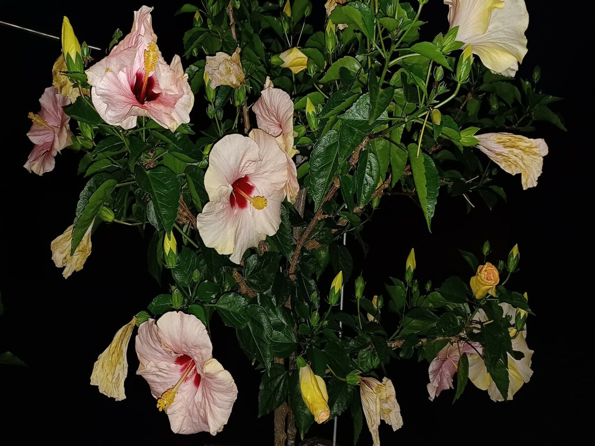 Apartment Weinberg-Ferienwohnung, Oberrotweil - Outdoor photo 4