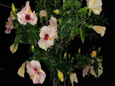 Apartment Weinberg-Ferienwohnung, Oberrotweil - Outdoor photo 4