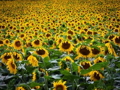 Apartment Weinberg-Ferienwohnung, Oberrotweil - Environment photo 26