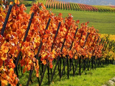 Apartment Weinberg-Ferienwohnung, Oberrotweil - Environment photo 27