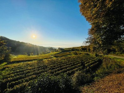 Apartment Weinberg-Ferienwohnung, Oberrotweil - Environment photo 28