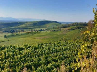 Apartment Weinberg-Ferienwohnung, Oberrotweil - Environment photo 30