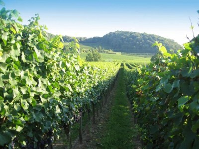 Apartment Weinberg-Ferienwohnung, Oberrotweil - Environment photo 32