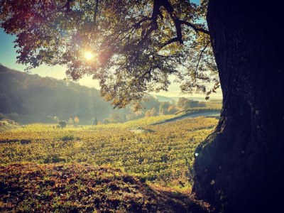 Apartment Weinberg-Ferienwohnung, Oberrotweil - Environment photo 33