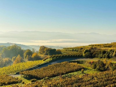 Apartment Weinberg-Ferienwohnung, Oberrotweil - Environment photo 35