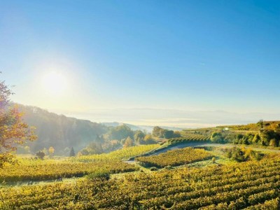 Apartment Weinberg-Ferienwohnung, Oberrotweil - Environment photo 36