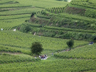 Apartment Weinberg-Ferienwohnung, Oberrotweil - Environment photo 39