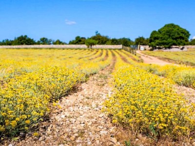 Apartment Apartment in Omišalj with Rooftop Terrace - Environment photo 36